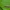 Apsiuva - Hydropsyche pellucidula ♂ | Fotografijos autorius : Žilvinas Pūtys | © Macrogamta.lt | Šis tinklapis priklauso bendruomenei kuri domisi makro fotografija ir fotografuoja gyvąjį makro pasaulį.