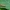 Apsiuva - Limnephilus rhombicus ♂ | Fotografijos autorius : Žilvinas Pūtys | © Macrogamta.lt | Šis tinklapis priklauso bendruomenei kuri domisi makro fotografija ir fotografuoja gyvąjį makro pasaulį.