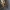 Apsiuva - Phryganea grandis | Fotografijos autorius : Agnė Našlėnienė | © Macrogamta.lt | Šis tinklapis priklauso bendruomenei kuri domisi makro fotografija ir fotografuoja gyvąjį makro pasaulį.