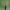 Apsiuva - Phryganea grandis | Fotografijos autorius : Agnė Našlėnienė | © Macrogamta.lt | Šis tinklapis priklauso bendruomenei kuri domisi makro fotografija ir fotografuoja gyvąjį makro pasaulį.