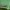 Apsiuva - Potamophylax latipennis ♂ | Fotografijos autorius : Žilvinas Pūtys | © Macrogamta.lt | Šis tinklapis priklauso bendruomenei kuri domisi makro fotografija ir fotografuoja gyvąjį makro pasaulį.