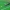Plonaūsė apsiuva - Athripsodes cinereus ♀ | Fotografijos autorius : Gintautas Steiblys | © Macrogamta.lt | Šis tinklapis priklauso bendruomenei kuri domisi makro fotografija ir fotografuoja gyvąjį makro pasaulį.