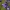 Apskritalapis katilėlis - Campanula rotundifolia | Fotografijos autorius : Ramunė Vakarė | © Macrogamta.lt | Šis tinklapis priklauso bendruomenei kuri domisi makro fotografija ir fotografuoja gyvąjį makro pasaulį.