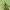 Apyninė žolblakė - Closterotomus fulvomaculatus | Fotografijos autorius : Vidas Brazauskas | © Macrogamta.lt | Šis tinklapis priklauso bendruomenei kuri domisi makro fotografija ir fotografuoja gyvąjį makro pasaulį.