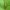 Apyninė žolblakė - Closterotomus fulvomaculatus | Fotografijos autorius : Vidas Brazauskas | © Macrogamta.lt | Šis tinklapis priklauso bendruomenei kuri domisi makro fotografija ir fotografuoja gyvąjį makro pasaulį.