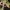 Arabinė kačiaakė gyvatė - Telescopus dhara | Fotografijos autorius : Žilvinas Pūtys | © Macrogamta.lt | Šis tinklapis priklauso bendruomenei kuri domisi makro fotografija ir fotografuoja gyvąjį makro pasaulį.