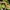 Arabinė kačiaakė gyvatė - Telescopus dhara | Fotografijos autorius : Žilvinas Pūtys | © Macrogamta.lt | Šis tinklapis priklauso bendruomenei kuri domisi makro fotografija ir fotografuoja gyvąjį makro pasaulį.