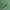 Arkliarūgštinė kampuotblakė - Coreus marginatus, nimfa | Fotografijos autorius : Žilvinas Pūtys | © Macrogamta.lt | Šis tinklapis priklauso bendruomenei kuri domisi makro fotografija ir fotografuoja gyvąjį makro pasaulį.
