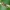 Arkliarūgštinė kampuotblakė - Coreus marginatus, nimfa | Fotografijos autorius : Vidas Brazauskas | © Macrogamta.lt | Šis tinklapis priklauso bendruomenei kuri domisi makro fotografija ir fotografuoja gyvąjį makro pasaulį.