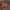 Arkliarūgštinė kampuotblakė - Coreus marginatus | Fotografijos autorius : Žilvinas Pūtys | © Macrogamta.lt | Šis tinklapis priklauso bendruomenei kuri domisi makro fotografija ir fotografuoja gyvąjį makro pasaulį.