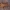 Arkliarūgštinė kampuotblakė - Coreus marginatus | Fotografijos autorius : Žilvinas Pūtys | © Macrogamta.lt | Šis tinklapis priklauso bendruomenei kuri domisi makro fotografija ir fotografuoja gyvąjį makro pasaulį.