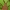 Arkliarūgštinė kampuotblakė - Coreus marginatus | Fotografijos autorius : Vidas Brazauskas | © Macrogamta.lt | Šis tinklapis priklauso bendruomenei kuri domisi makro fotografija ir fotografuoja gyvąjį makro pasaulį.