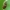 Aroninis straubliukas - Barypeithes trichopterus | Fotografijos autorius : Vidas Brazauskas | © Macrogamta.lt | Šis tinklapis priklauso bendruomenei kuri domisi makro fotografija ir fotografuoja gyvąjį makro pasaulį.