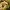 Tinklinė arenija - Arrhenia retiruga | Fotografijos autorius : Ramunė Vakarė | © Macrogamta.lt | Šis tinklapis priklauso bendruomenei kuri domisi makro fotografija ir fotografuoja gyvąjį makro pasaulį.