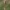 Dirvinis asiūklis - Equisetum arvense | Fotografijos autorius : Gintautas Steiblys | © Macrogamta.lt | Šis tinklapis priklauso bendruomenei kuri domisi makro fotografija ir fotografuoja gyvąjį makro pasaulį.