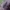Pilkasis raštenis - Xylotrechus rusticus  | Fotografijos autorius : Romas Ferenca | © Macrogamta.lt | Šis tinklapis priklauso bendruomenei kuri domisi makro fotografija ir fotografuoja gyvąjį makro pasaulį.