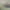 Pilkasis raštenis - Xylotrechus rusticus | Fotografijos autorius : Agnė Našlėnienė | © Macrogamta.lt | Šis tinklapis priklauso bendruomenei kuri domisi makro fotografija ir fotografuoja gyvąjį makro pasaulį.