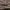 Pilkasis raštenis - Xylotrechus rusticus | Fotografijos autorius : Žilvinas Pūtys | © Macrogamta.lt | Šis tinklapis priklauso bendruomenei kuri domisi makro fotografija ir fotografuoja gyvąjį makro pasaulį.