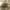 Pilkasis raštenis - Xylotrechus rusticus | Fotografijos autorius : Vidas Brazauskas | © Macrogamta.lt | Šis tinklapis priklauso bendruomenei kuri domisi makro fotografija ir fotografuoja gyvąjį makro pasaulį.
