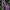 Aukštoji gegūnė - Dactylorhiza fuchsii | Fotografijos autorius : Kęstutis Obelevičius | © Macrogamta.lt | Šis tinklapis priklauso bendruomenei kuri domisi makro fotografija ir fotografuoja gyvąjį makro pasaulį.