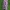Aukštoji gegūnė - Dactylorhiza fuchsii | Fotografijos autorius : Gintautas Steiblys | © Macrogamta.lt | Šis tinklapis priklauso bendruomenei kuri domisi makro fotografija ir fotografuoja gyvąjį makro pasaulį.