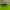 Minkštavabalis - Autosilis nitidula ♂ | Fotografijos autorius : Žilvinas Pūtys | © Macrogamta.lt | Šis tinklapis priklauso bendruomenei kuri domisi makro fotografija ir fotografuoja gyvąjį makro pasaulį.