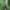 Avietinis stiklasparnis - Pennisetia hylaeiformis | Fotografijos autorius : Agnė Našlėnienė | © Macrogamta.lt | Šis tinklapis priklauso bendruomenei kuri domisi makro fotografija ir fotografuoja gyvąjį makro pasaulį.