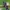 Avietinis stiklasparnis - Pennisetia hylaeiformis | Fotografijos autorius : Gintautas Steiblys | © Macrogamta.lt | Šis tinklapis priklauso bendruomenei kuri domisi makro fotografija ir fotografuoja gyvąjį makro pasaulį.