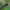Avietinis stiklasparnis - Pennisetia hylaeiformis | Fotografijos autorius : Gintautas Steiblys | © Macrogamta.lt | Šis tinklapis priklauso bendruomenei kuri domisi makro fotografija ir fotografuoja gyvąjį makro pasaulį.
