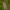 Avietinis verpikas - Macrothylacia rubi ♀ | Fotografijos autorius : Žilvinas Pūtys | © Macrogamta.lt | Šis tinklapis priklauso bendruomenei kuri domisi makro fotografija ir fotografuoja gyvąjį makro pasaulį.