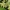 Amerikinė persėja (Avokadas) - Persea americana | Fotografijos autorius : Gintautas Steiblys | © Macronature.eu | Macro photography web site