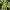 Amerikinė persėja (Avokadas) - Persea americana | Fotografijos autorius : Gintautas Steiblys | © Macronature.eu | Macro photography web site