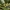 Amerikinė persėja (Avokadas) - Persea americana | Fotografijos autorius : Žilvinas Pūtys | © Macronature.eu | Macro photography web site
