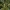 Amerikinė persėja (Avokadas) - Persea americana | Fotografijos autorius : Žilvinas Pūtys | © Macronature.eu | Macro photography web site