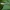 Azure damselfly - Coenagrion puella, ♀ | Fotografijos autorius : Žilvinas Pūtys | © Macronature.eu | Macro photography web site