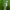 Azure damselfly - Coenagrion puella, ♀ | Fotografijos autorius : Žilvinas Pūtys | © Macronature.eu | Macro photography web site