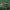 Balsvasis gluosnis - Salix eleagnos | Fotografijos autorius : Aleksandras Stabrauskas | © Macrogamta.lt | Šis tinklapis priklauso bendruomenei kuri domisi makro fotografija ir fotografuoja gyvąjį makro pasaulį.