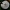 Palšoji žvynabudė - Macrolepiota mastoidea | Fotografijos autorius : Aleksandras Stabrauskas | © Macrogamta.lt | Šis tinklapis priklauso bendruomenei kuri domisi makro fotografija ir fotografuoja gyvąjį makro pasaulį.