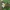 Baltažiedė plukė - Anemonoides nemorosa | Fotografijos autorius : Gintautas Steiblys | © Macrogamta.lt | Šis tinklapis priklauso bendruomenei kuri domisi makro fotografija ir fotografuoja gyvąjį makro pasaulį.