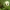 Baltažiedė plukė - Anemonoides nemorosa | Fotografijos autorius : Vidas Brazauskas | © Macrogamta.lt | Šis tinklapis priklauso bendruomenei kuri domisi makro fotografija ir fotografuoja gyvąjį makro pasaulį.
