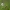 Baltažiedė plukė - Anemonoides nemorosa | Fotografijos autorius : Kęstutis Obelevičius | © Macrogamta.lt | Šis tinklapis priklauso bendruomenei kuri domisi makro fotografija ir fotografuoja gyvąjį makro pasaulį.