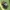 Baltadėmė urvablakė - Tritomegas bicolor | Fotografijos autorius : Vidas Brazauskas | © Macrogamta.lt | Šis tinklapis priklauso bendruomenei kuri domisi makro fotografija ir fotografuoja gyvąjį makro pasaulį.