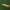 Baltadryžis samaninukas - Catoptria margaritella | Fotografijos autorius : Vidas Brazauskas | © Macrogamta.lt | Šis tinklapis priklauso bendruomenei kuri domisi makro fotografija ir fotografuoja gyvąjį makro pasaulį.