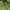 Baltagalė skėtė - Orthetrum albistylum ♀ | Fotografijos autorius : Aistė Matijošaitytė | © Macrogamta.lt | Šis tinklapis priklauso bendruomenei kuri domisi makro fotografija ir fotografuoja gyvąjį makro pasaulį.