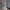 Baltajuostė eukarta - Eucarta virgo | Fotografijos autorius : Romas Ferenca | © Macrogamta.lt | Šis tinklapis priklauso bendruomenei kuri domisi makro fotografija ir fotografuoja gyvąjį makro pasaulį.
