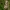 Baltajuostė eukarta - Eucarta virgo | Fotografijos autorius : Ramunė Vakarė | © Macrogamta.lt | Šis tinklapis priklauso bendruomenei kuri domisi makro fotografija ir fotografuoja gyvąjį makro pasaulį.