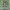 Baltajuostė eukarta - Eucarta virgo | Fotografijos autorius : Žilvinas Pūtys | © Macrogamta.lt | Šis tinklapis priklauso bendruomenei kuri domisi makro fotografija ir fotografuoja gyvąjį makro pasaulį.