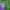 Baltajuostis melsvys - Eumedonia eumedon | Fotografijos autorius : Gintautas Steiblys | © Macrogamta.lt | Šis tinklapis priklauso bendruomenei kuri domisi makro fotografija ir fotografuoja gyvąjį makro pasaulį.