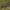 Baltajuostis plačiasparnis ugniukas - Loxostege sticticalis | Fotografijos autorius : Gintautas Steiblys | © Macrogamta.lt | Šis tinklapis priklauso bendruomenei kuri domisi makro fotografija ir fotografuoja gyvąjį makro pasaulį.