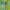 Baltakaktė skėtė - Leucorrhinia albifrons | Fotografijos autorius : Deividas Makavičius | © Macrogamta.lt | Šis tinklapis priklauso bendruomenei kuri domisi makro fotografija ir fotografuoja gyvąjį makro pasaulį.